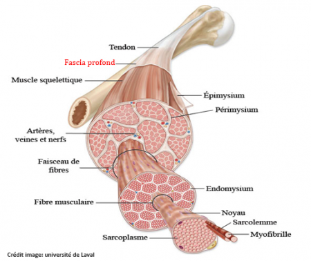 Anatomie-dun-muscle